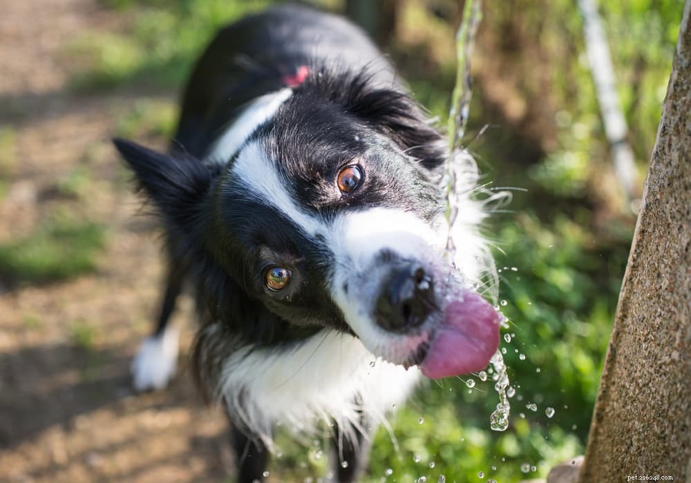 Kolik vody by měl pes vypít?
