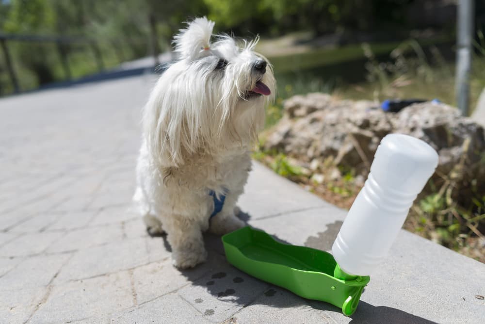 Hur mycket vatten bör en hund dricka?