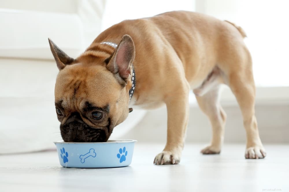 Bland dieet voor honden:alles wat u moet weten