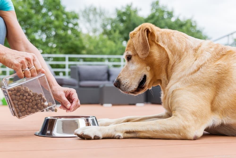 Van hondenvoer wisselen:tips en aanbevelingen