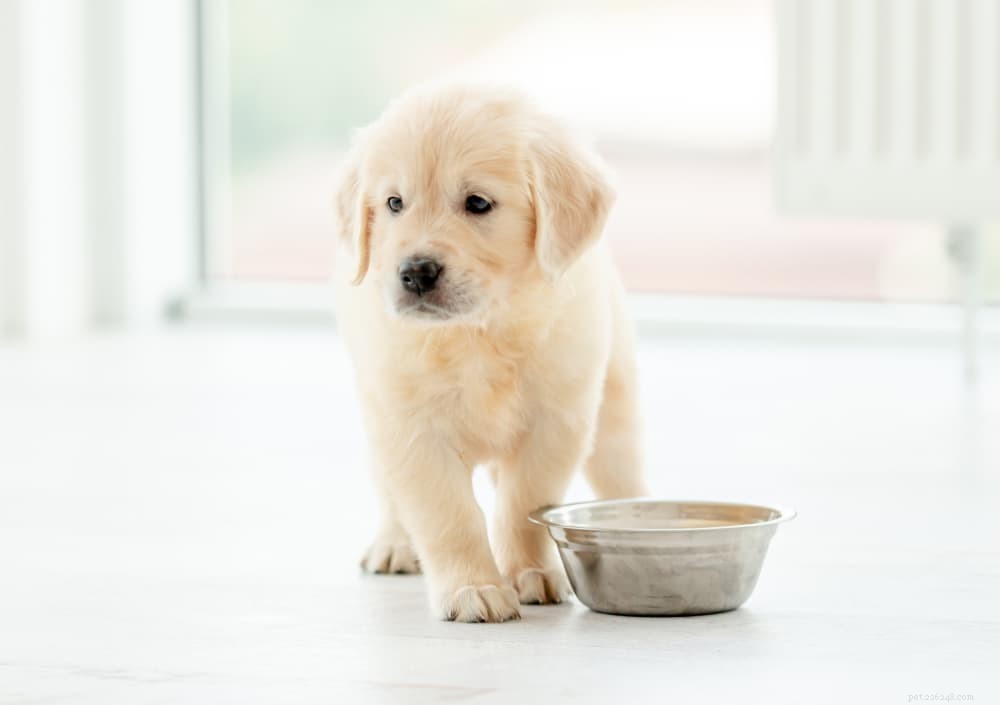 Trocando comida de cachorro:dicas e recomendações