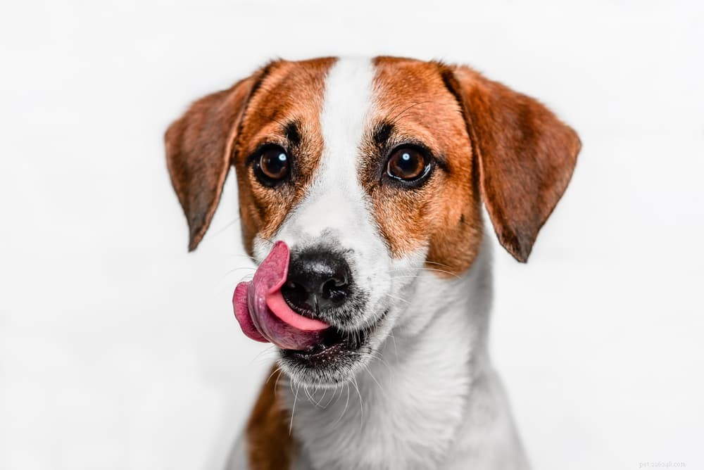 Protein pro psy:Vše, co potřebujete vědět
