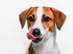 Protein för hundar:Allt du behöver veta