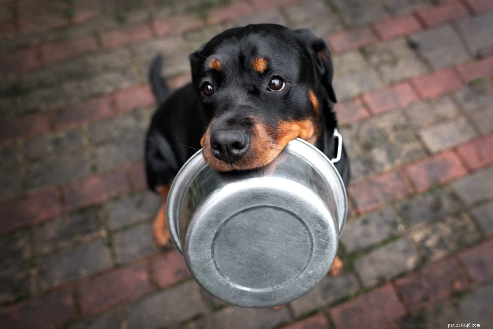 Alimentos para cães liofilizados:os prós e os contras