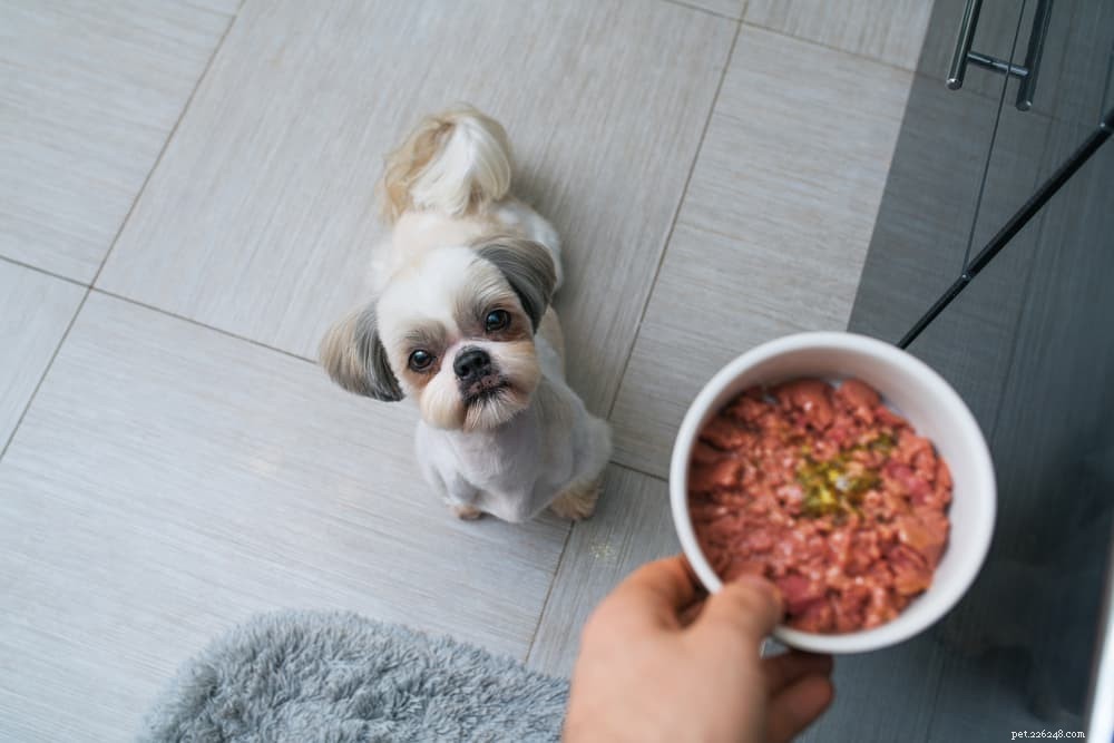 Alimentos para cães liofilizados:os prós e os contras