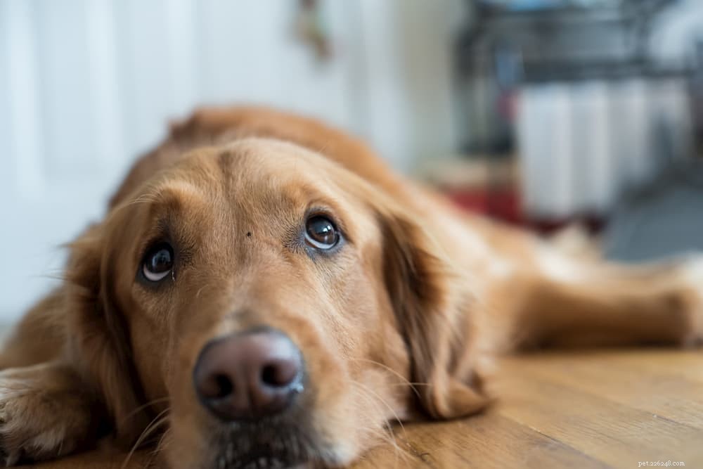 Gevriesdroogd hondenvoer:de voor- en nadelen