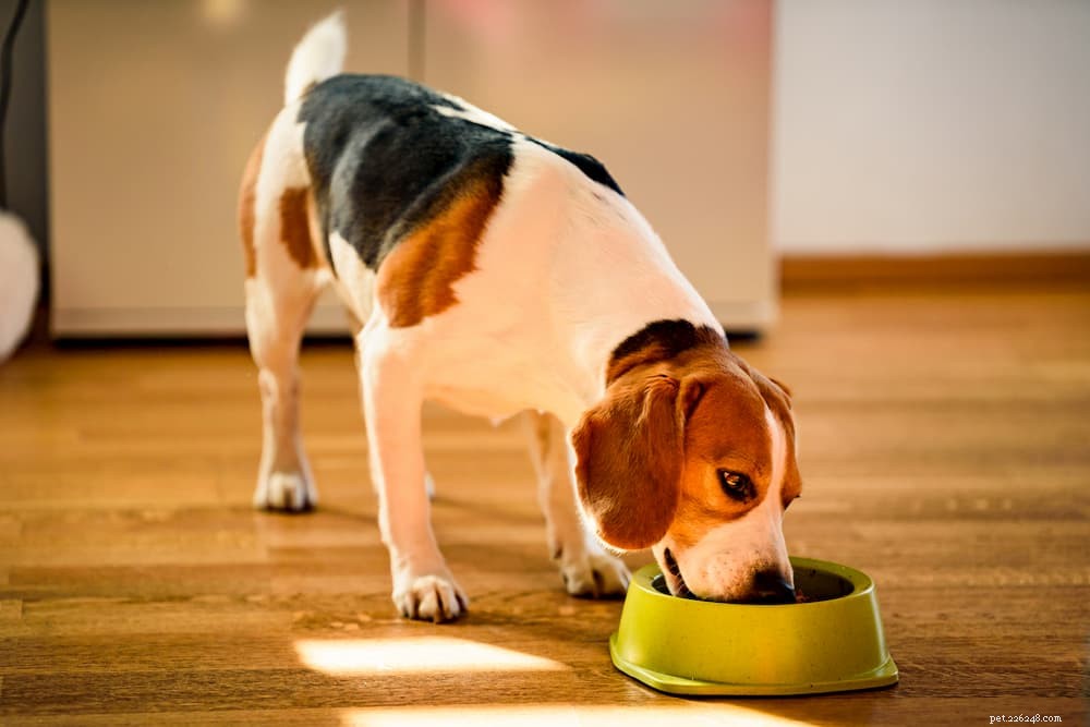 Сублимированный корм для собак:плюсы и минусы