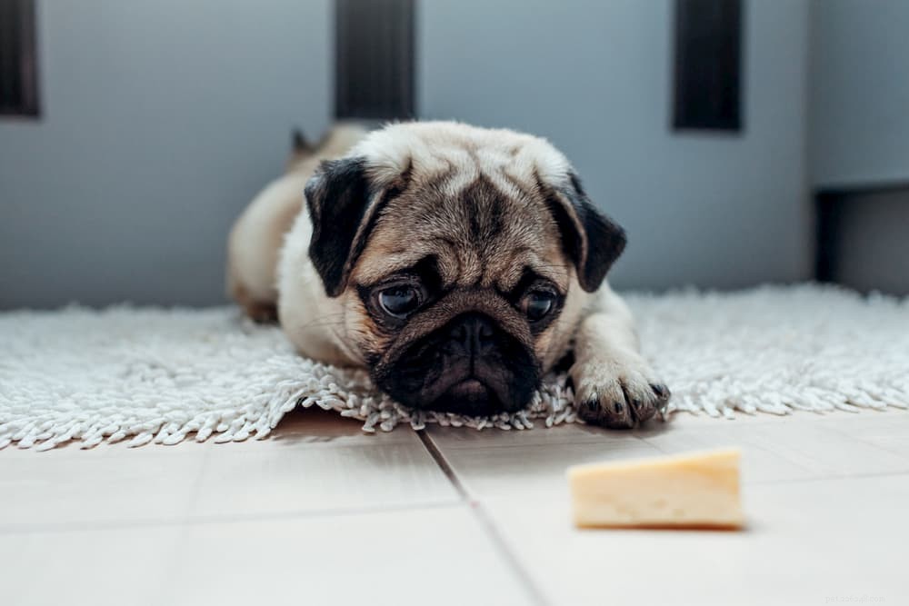 Le fromage est-il mauvais pour les chiens ?
