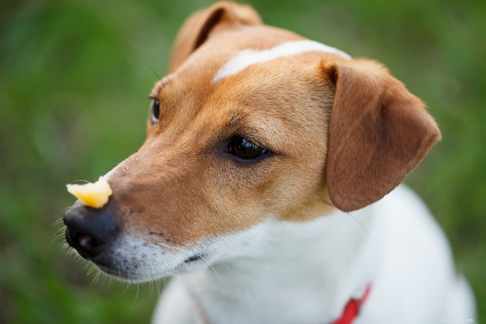 Är ost dåligt för hundar?