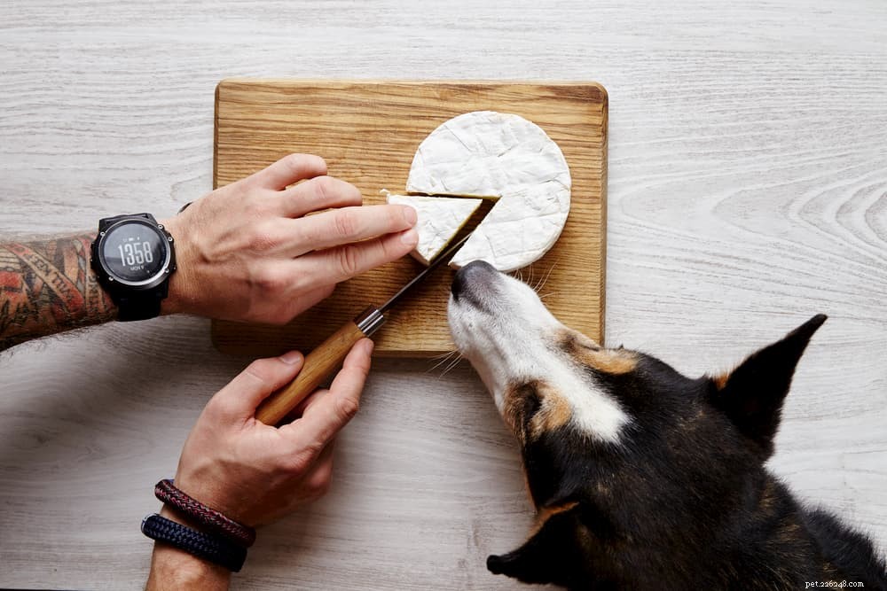 Le fromage est-il mauvais pour les chiens ?