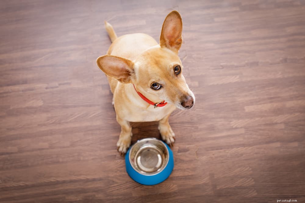 7 errori da evitare quando si conserva il cibo per cani
