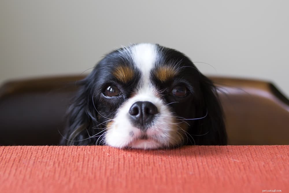 7 fouten die u moet vermijden bij het bewaren van hondenvoer