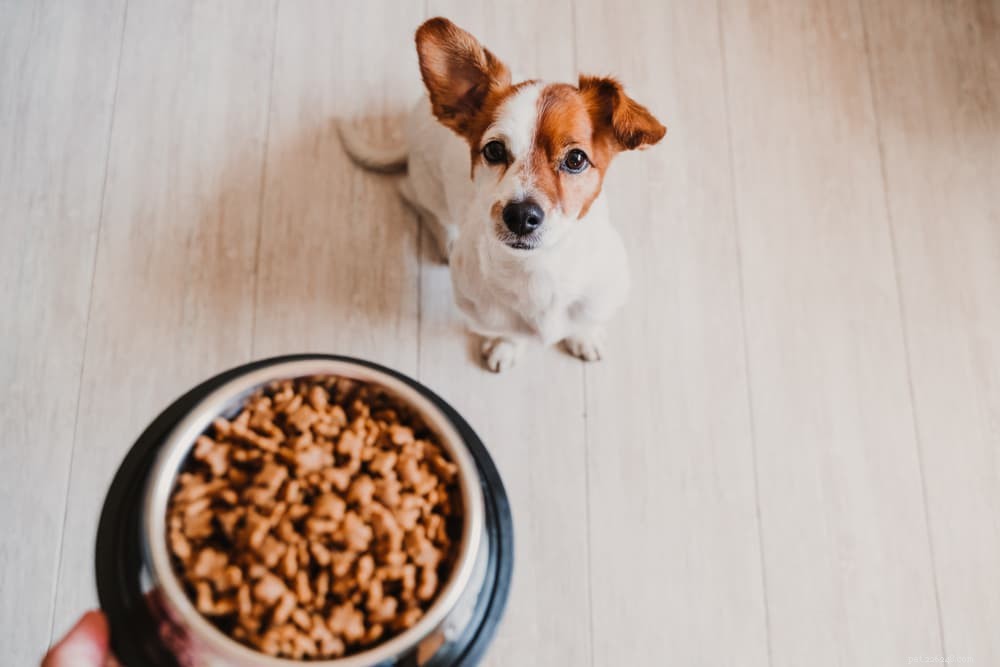 7 ошибок, которых следует избегать при хранении корма для собак