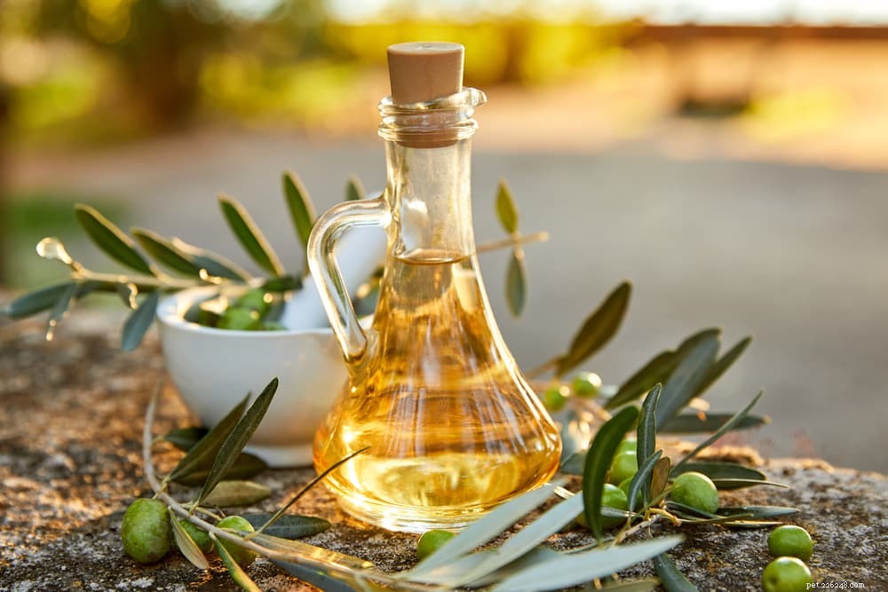 Olivový olej pro psy:Je to bezpečné?