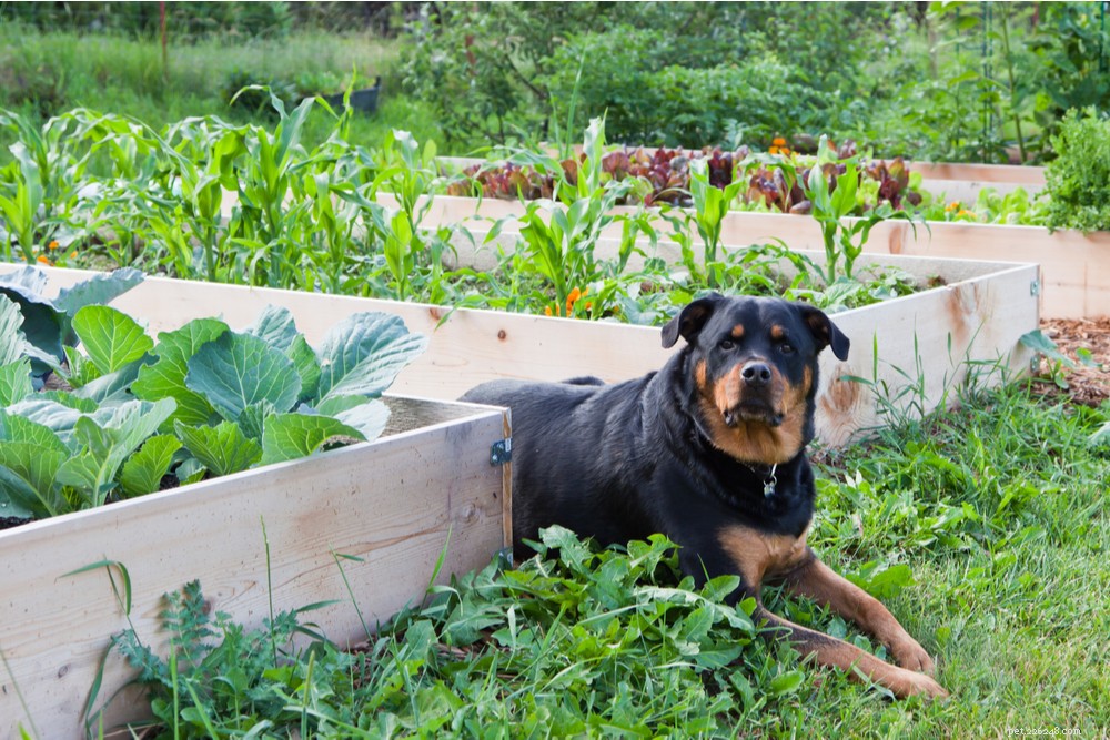 12 légumes que les chiens peuvent manger