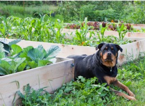 개가 먹을 수 있는 12가지 야채