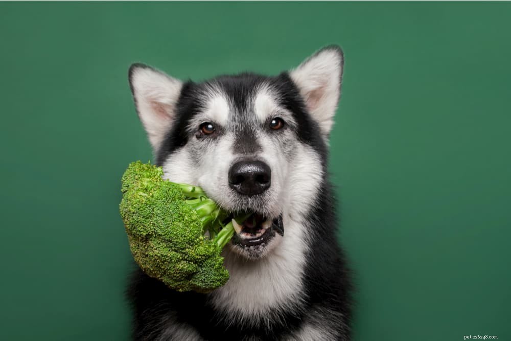 12 zeleniny, kterou mohou psi jíst