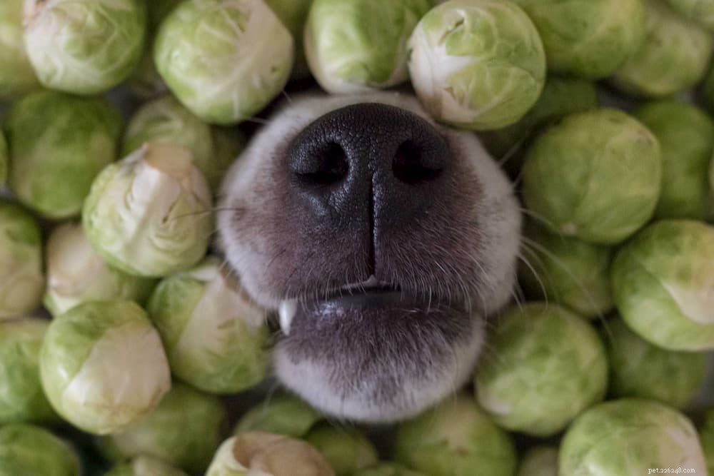 12 vegetais que os cães podem comer