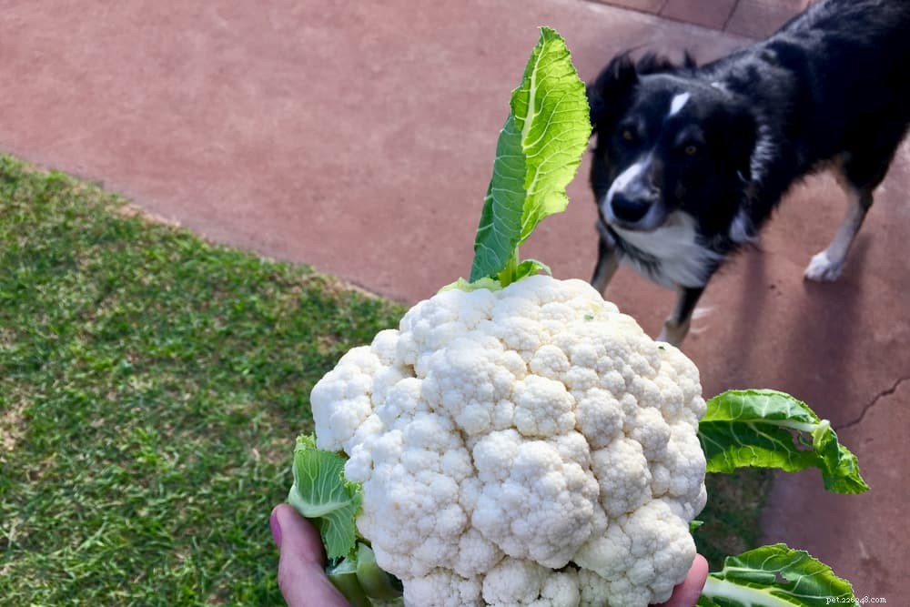 12 zeleniny, kterou mohou psi jíst