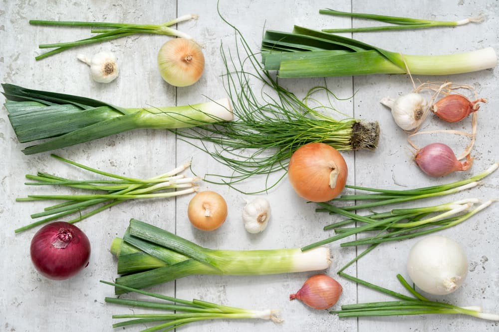 개가 먹을 수 있는 12가지 야채