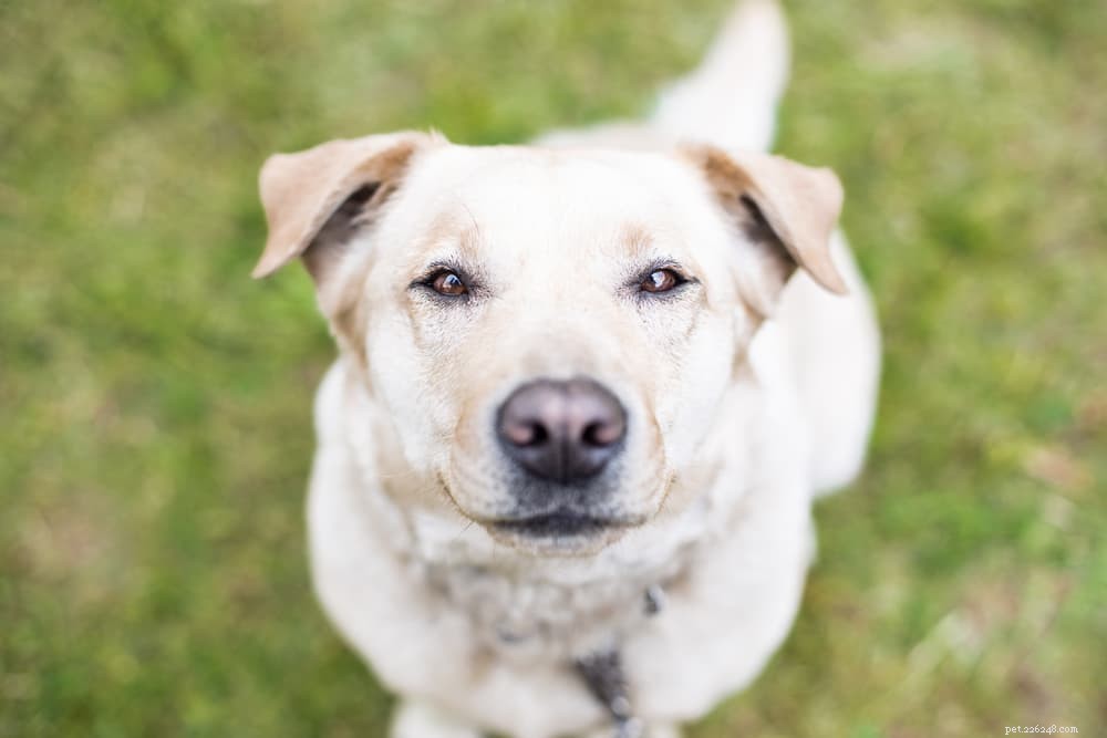 Zelené dršťky pro psy:Vše, co potřebujete vědět