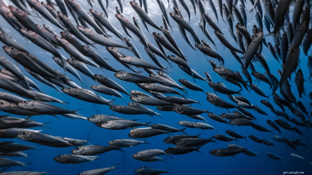 I cani possono mangiare le sardine?