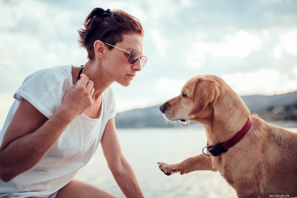 Kelp pour chiens :avantages et utilisations