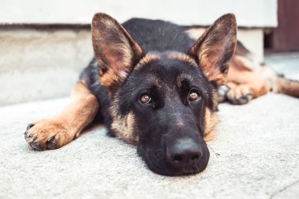 DCM en hondenvoer:wat u moet weten