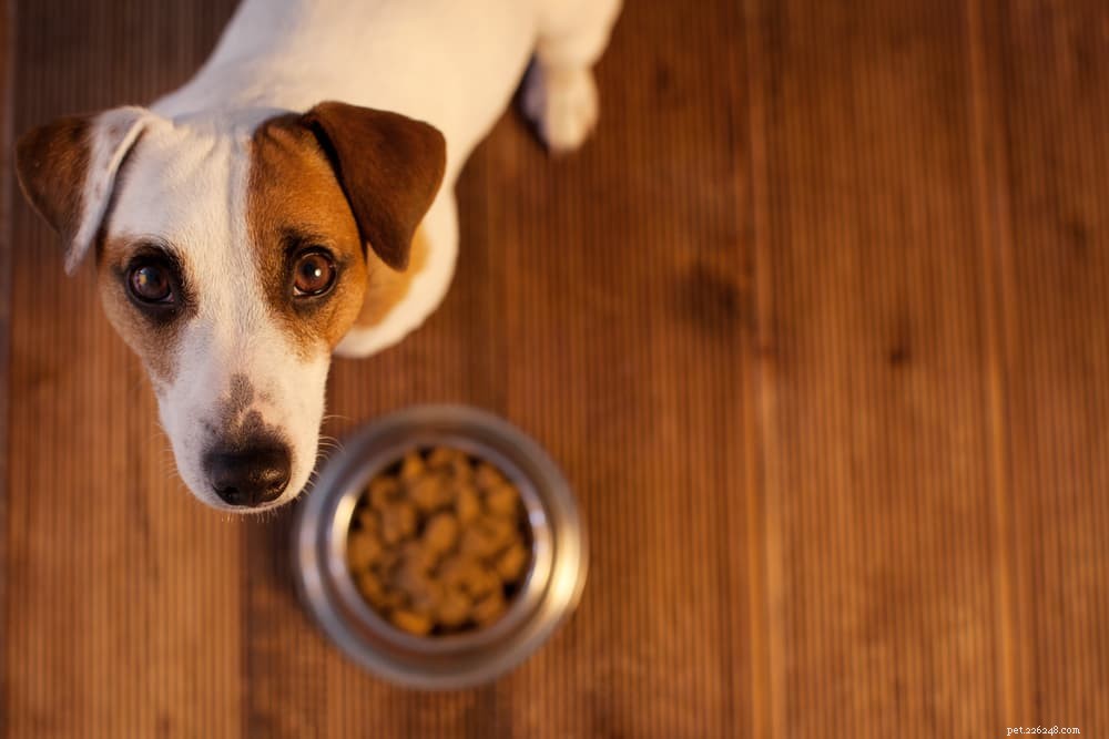 DCM e cibo per cani:cosa dovresti sapere