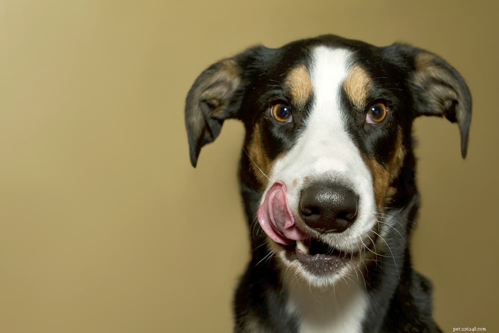 DCM a krmivo pro psy:Co byste měli vědět