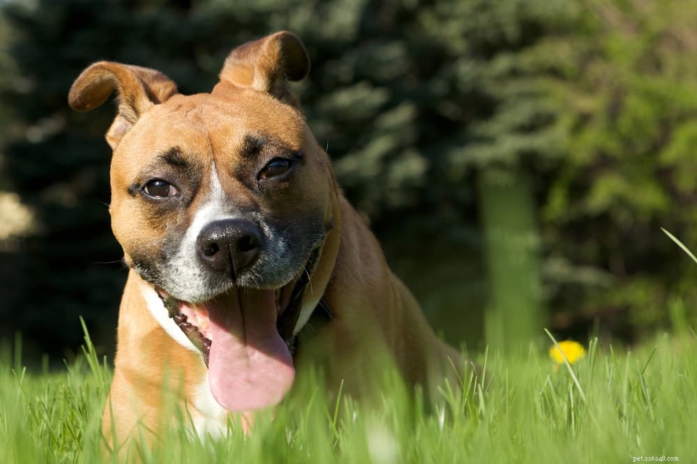 10 geweldige bronnen van vezels voor honden
