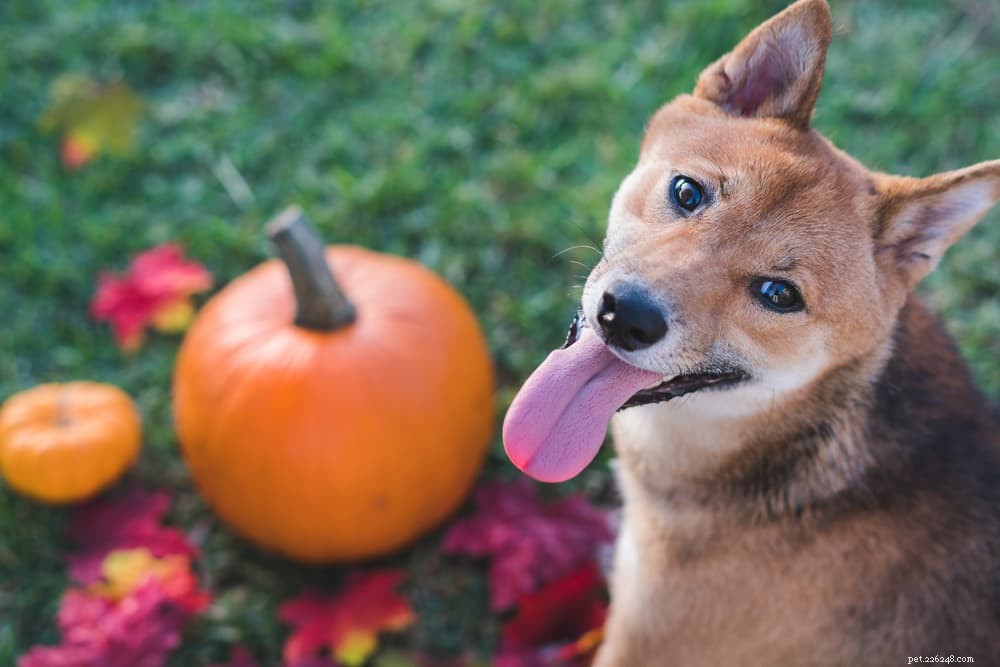 10 geweldige bronnen van vezels voor honden