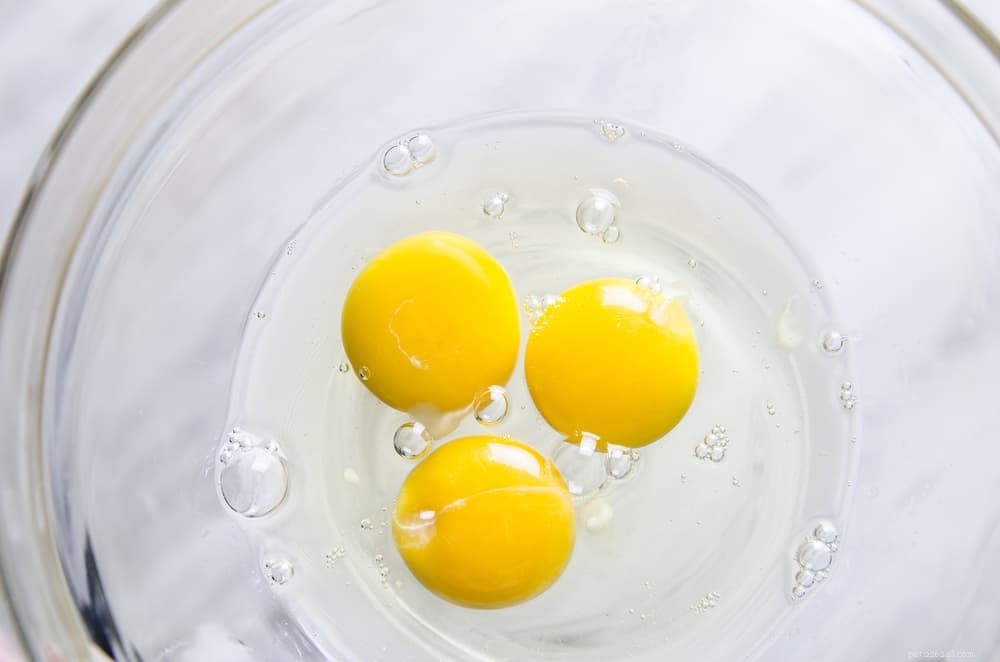 Kan hundar äta ägg? Info om råa, kokta och äggskal