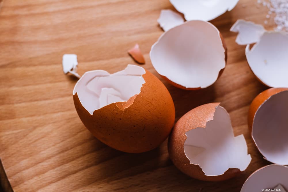Můžou psi jíst vejce? Informace o syrových, vařených a vaječných skořápkách