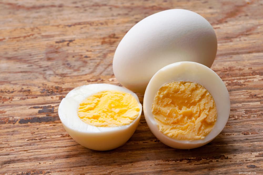 Můžou psi jíst vejce? Informace o syrových, vařených a vaječných skořápkách