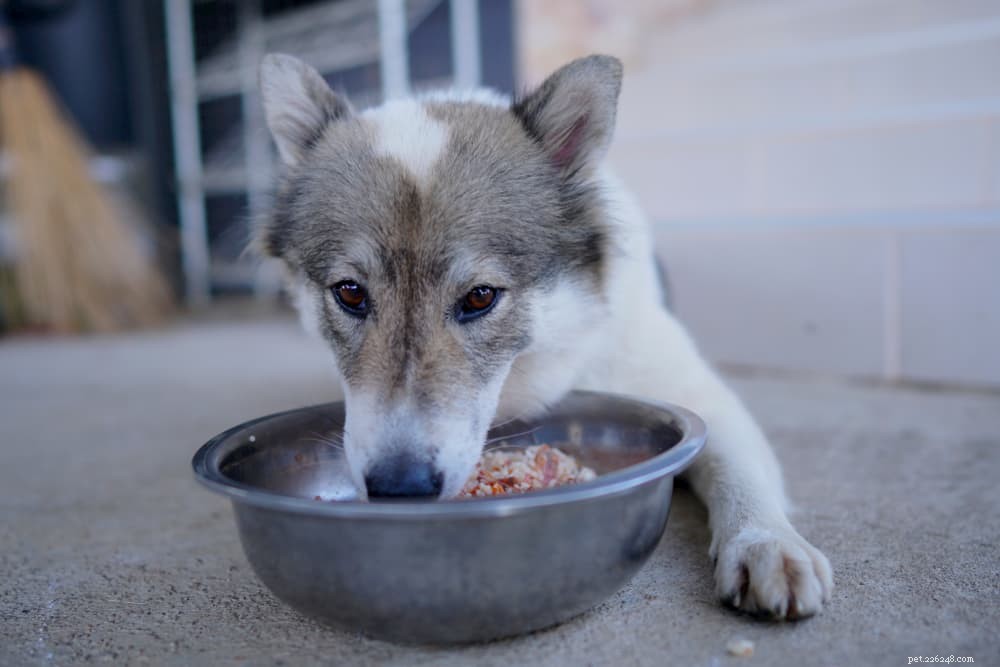 Levedura nutricional para cães:benefícios e usos