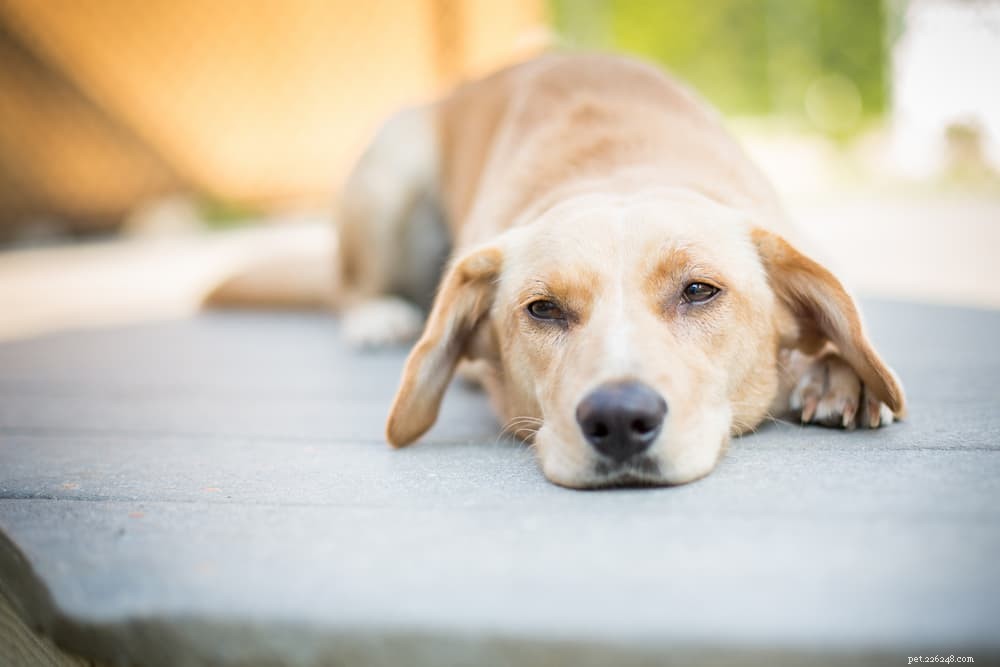 Näringsjäst för hundar:fördelar och användningsområden