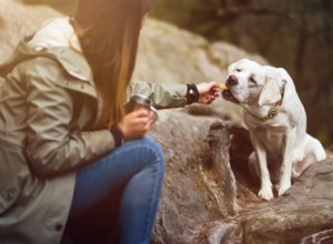 Hundsmältning:Allt du behöver veta