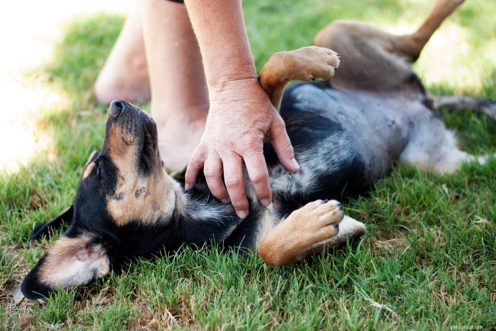 Hundsmältning:Allt du behöver veta