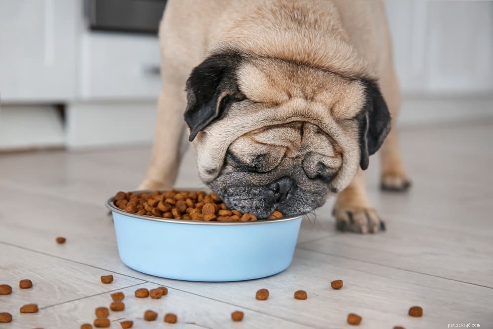 Пищеварение у собак:все, что вам нужно знать