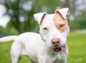 Куриный бульон для собак:безопасность, преимущества и 5 способов его применения