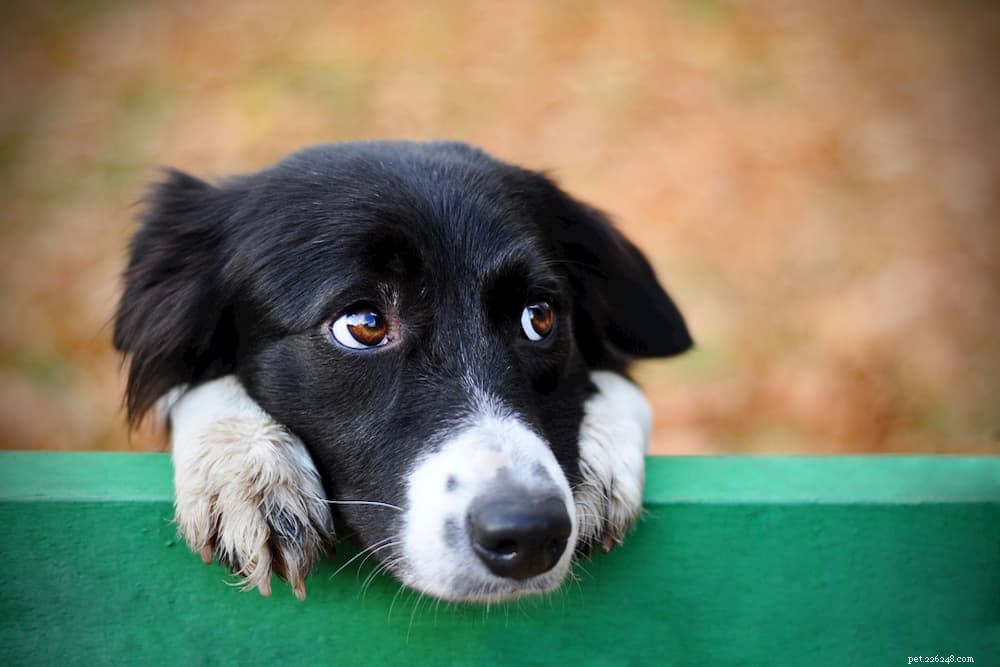 Куриный бульон для собак:безопасность, преимущества и 5 способов его применения