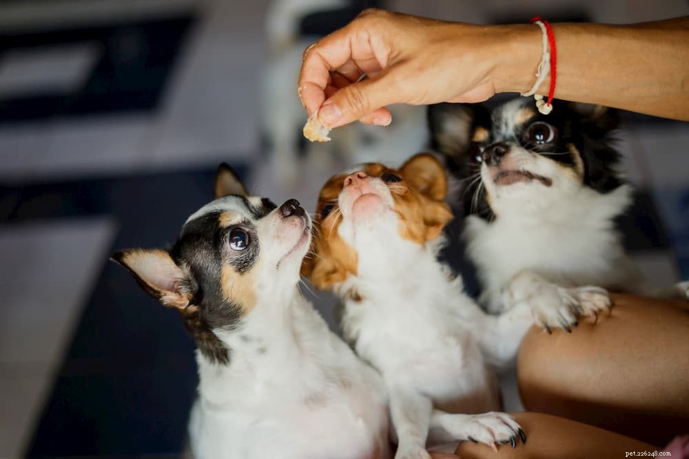 Kycklingbuljong för hundar:säkerhet, fördelar och 5 sätt att använda den