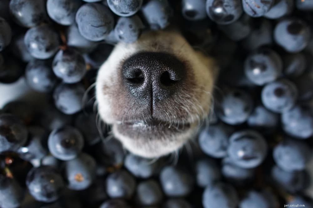 개가 블루베리를 먹을 수 있습니까?