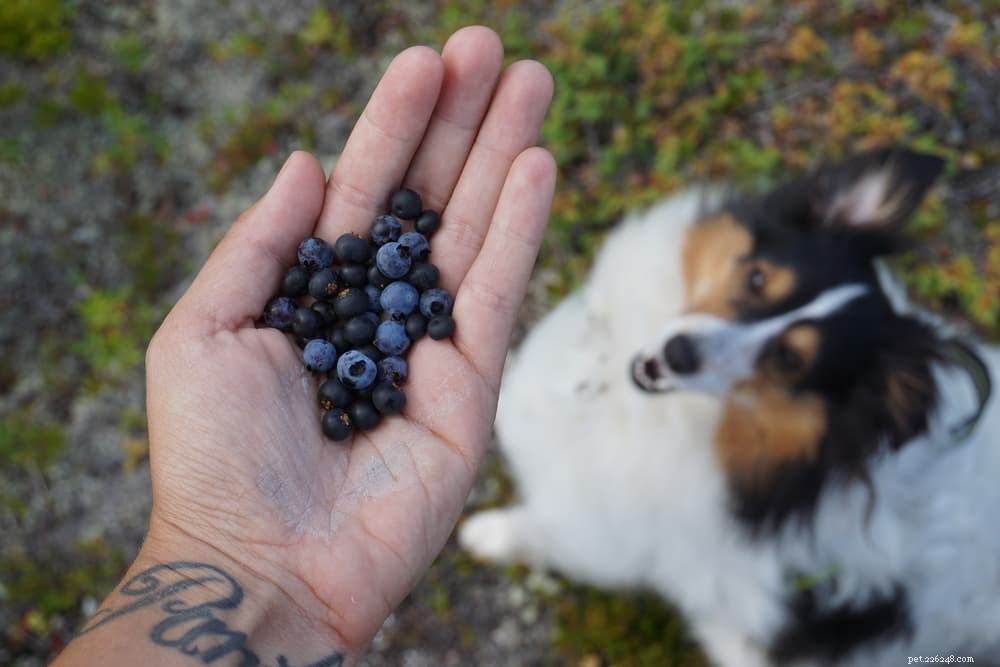 I cani possono mangiare i mirtilli?
