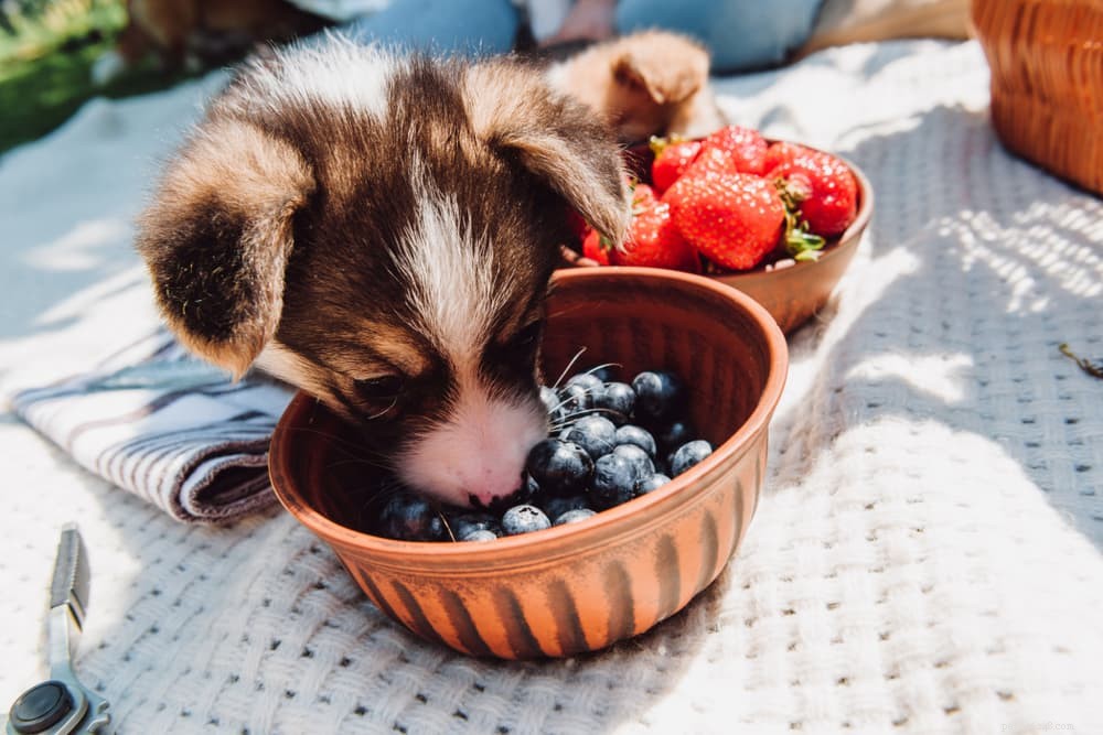 Můžou psi jíst borůvky?