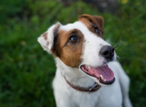 E-vitamin för hundar:fördelar och användningsområden