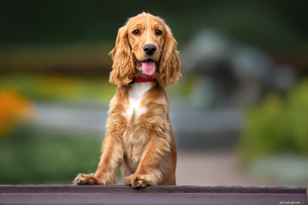 Vitamine E pour chiens :avantages et utilisations