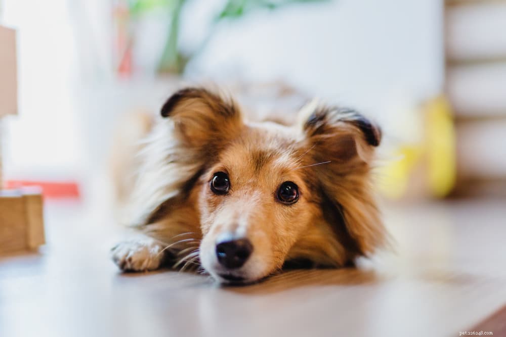 Vitamine E voor honden:voordelen en gebruik