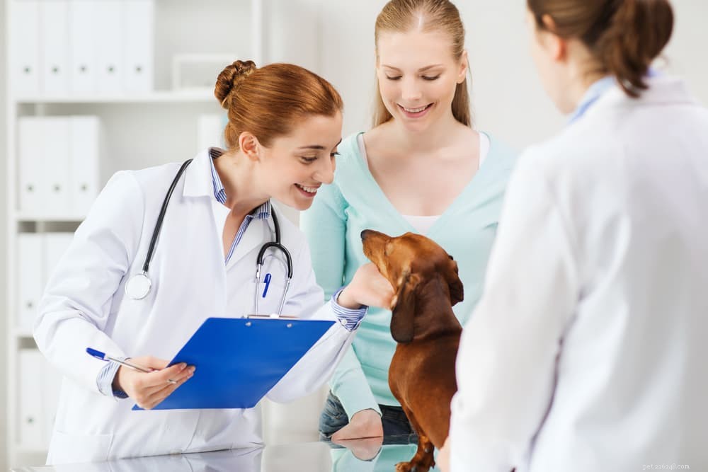 Витамин Е для собак:преимущества и применение